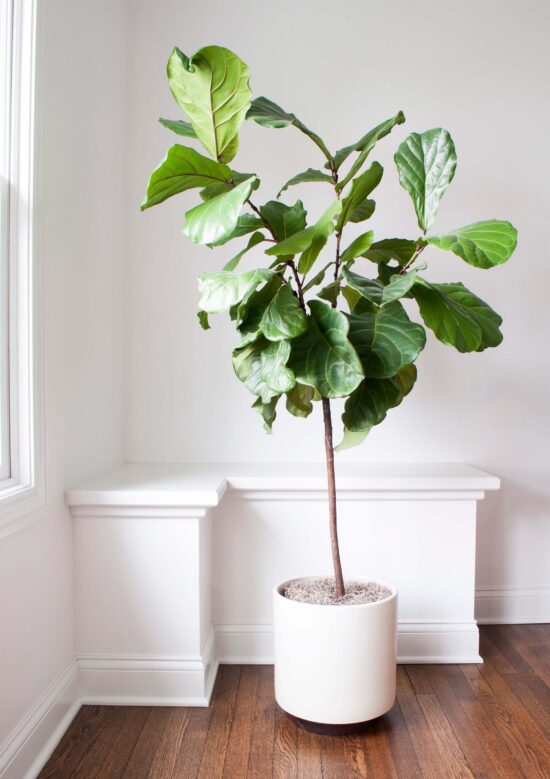 How To Repot A Fiddle Leaf Fig Tree (Step by Step Guide) - Room For Tuesday