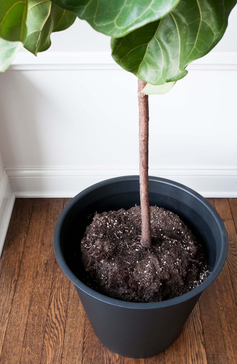 How To Repot A Fiddle Leaf Fig Tree (Step by Step Guide) - Room For Tuesday