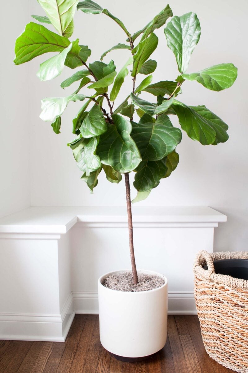 How To Repot A Fiddle Leaf Fig Tree (Step by Step Guide) - Room For Tuesday
