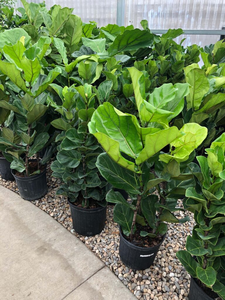 How To Repot A Fiddle Leaf Fig Tree (Step by Step Guide) - Room For Tuesday