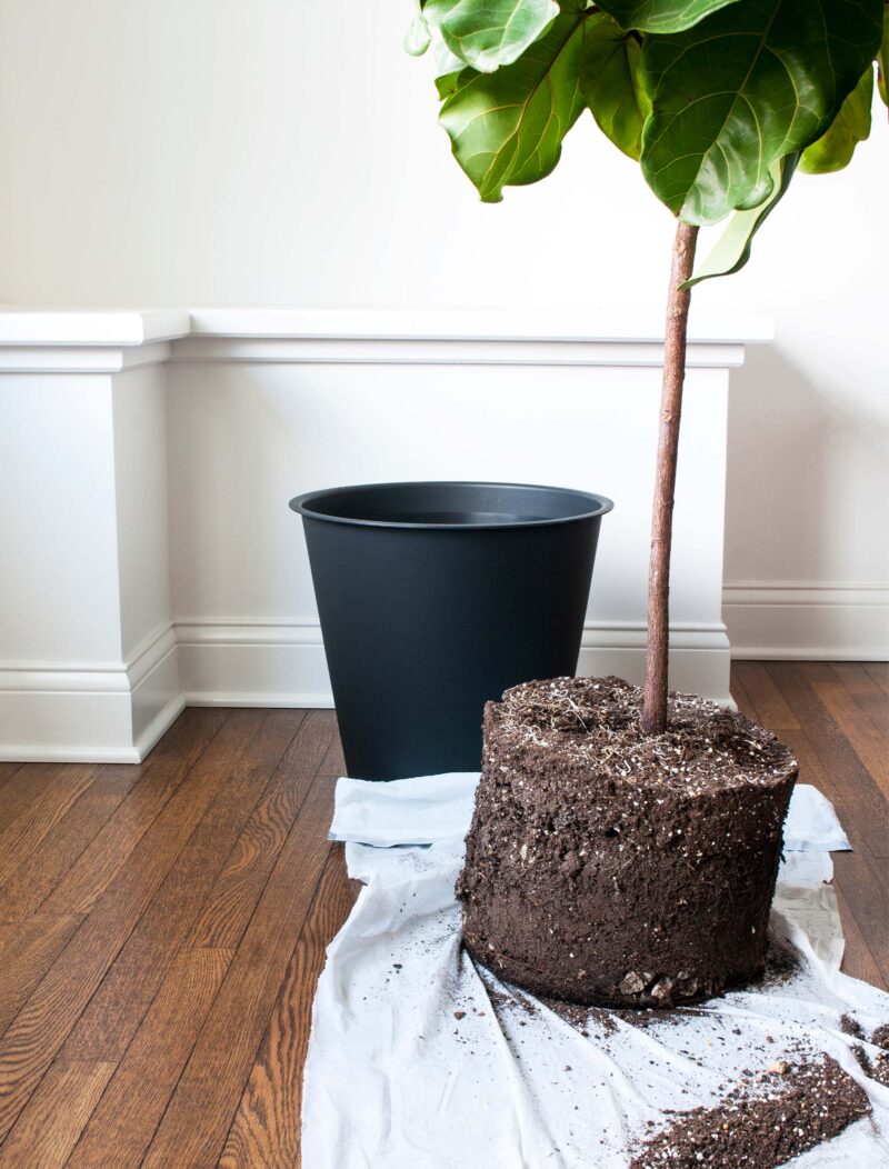 How To Repot A Fiddle Leaf Fig Tree (Step by Step Guide) - Room For Tuesday