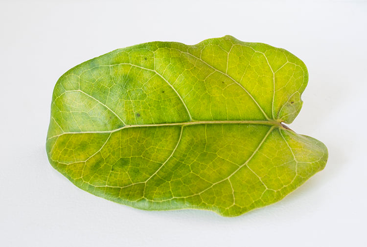 bad fiddle leaf fig leaf