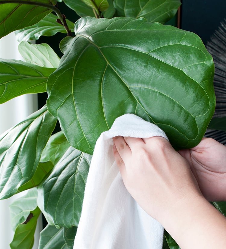 cleaning fiddle leaf fig trees