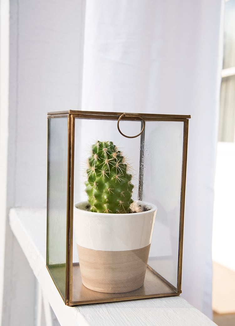 Cactus in a Brass and Glass Box