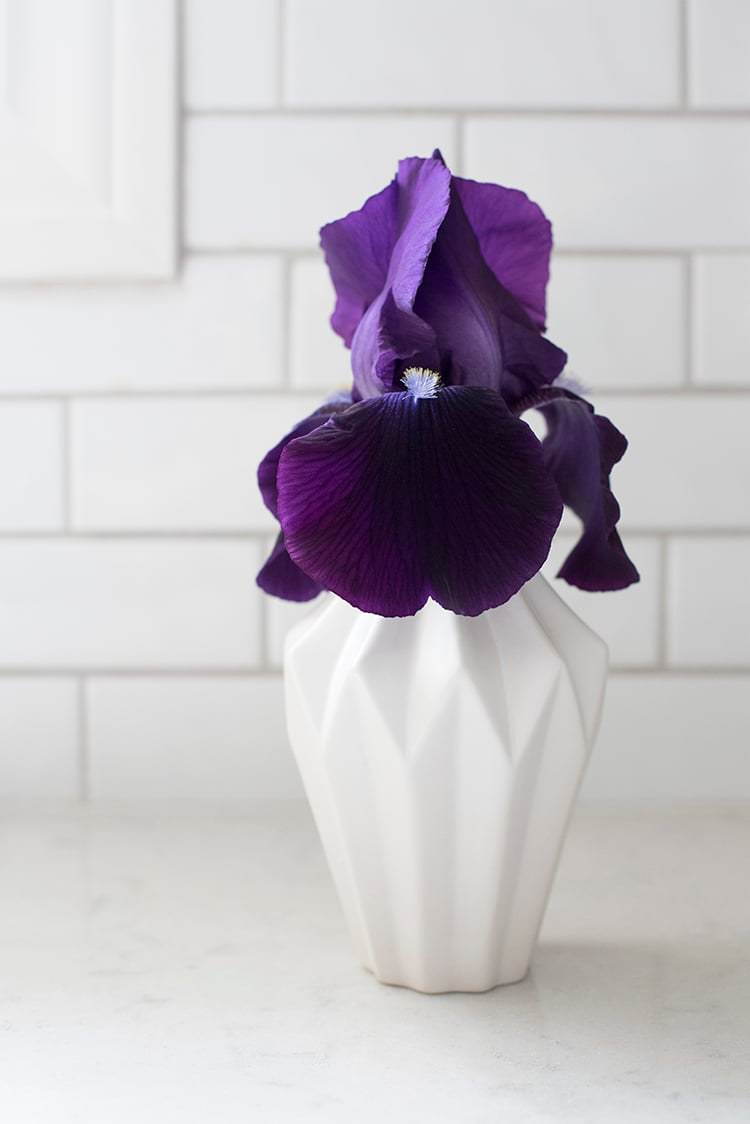 Simple Bud Vase with an Iris