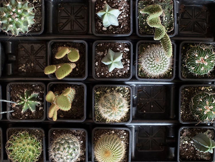 Mini Cactus Gifts