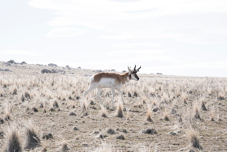 Pronghorn on Antelope Island