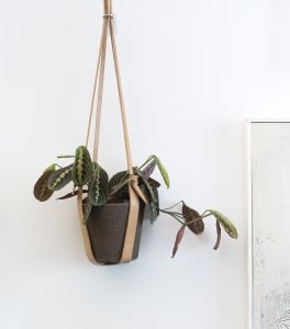 Best of Etsy : Live Plants