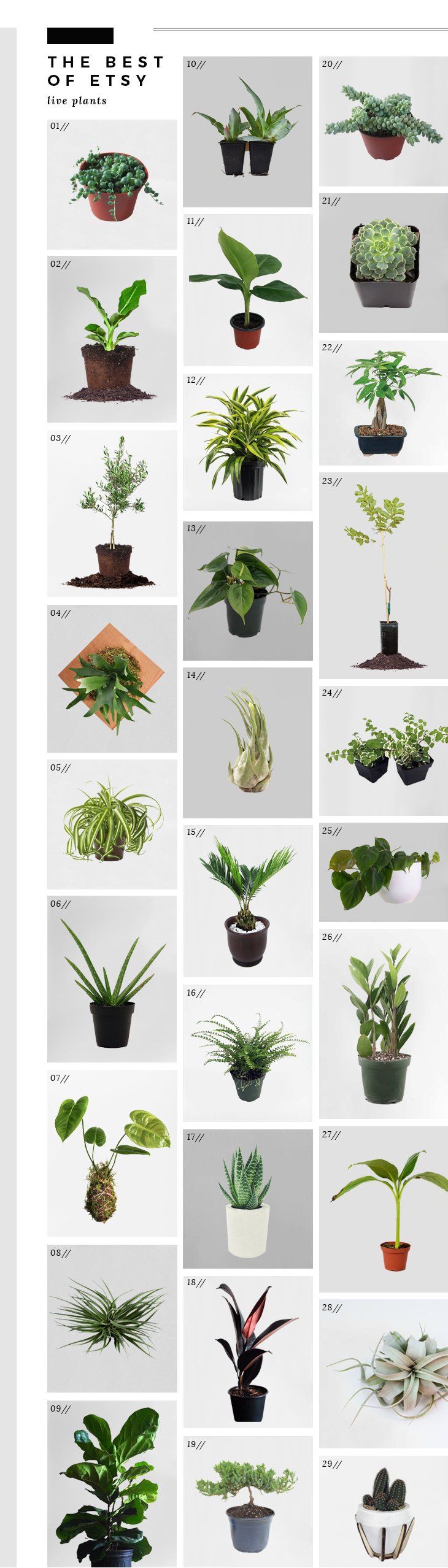 The Best of Etsy Live Plants