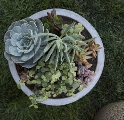 Outdoor Succulent Planter DIY - Room for Tuesday