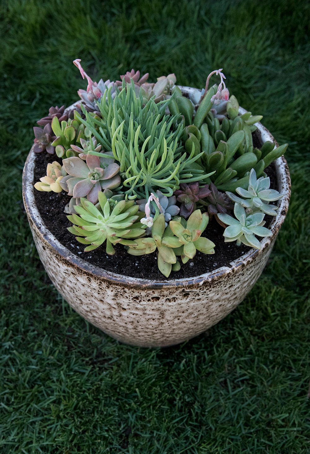Outdoor Succulent Planter DIY - roomfortuesday.com