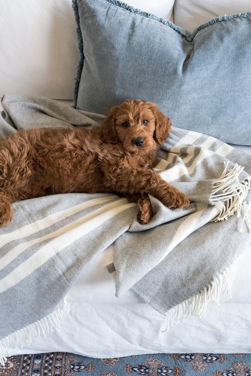 Our Newest Family Member + My Best Puppy Tips - roomfortuesday.com