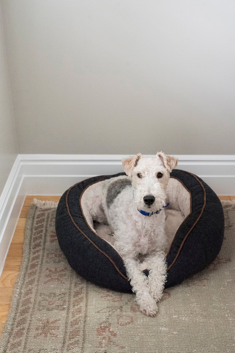 Amazon Finds : Dog Beds - roomfortuesday.com