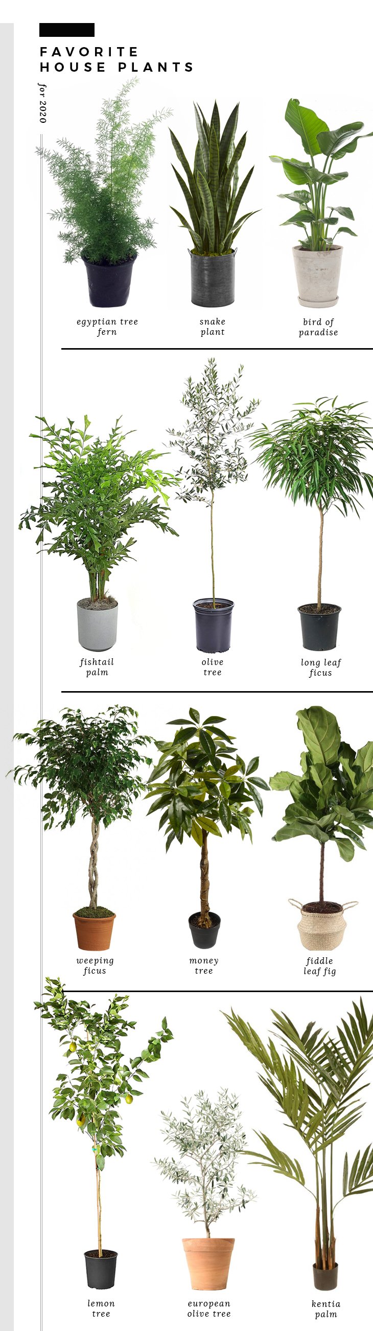 Favorite House Plants for 2020 - roomfortuesday.com