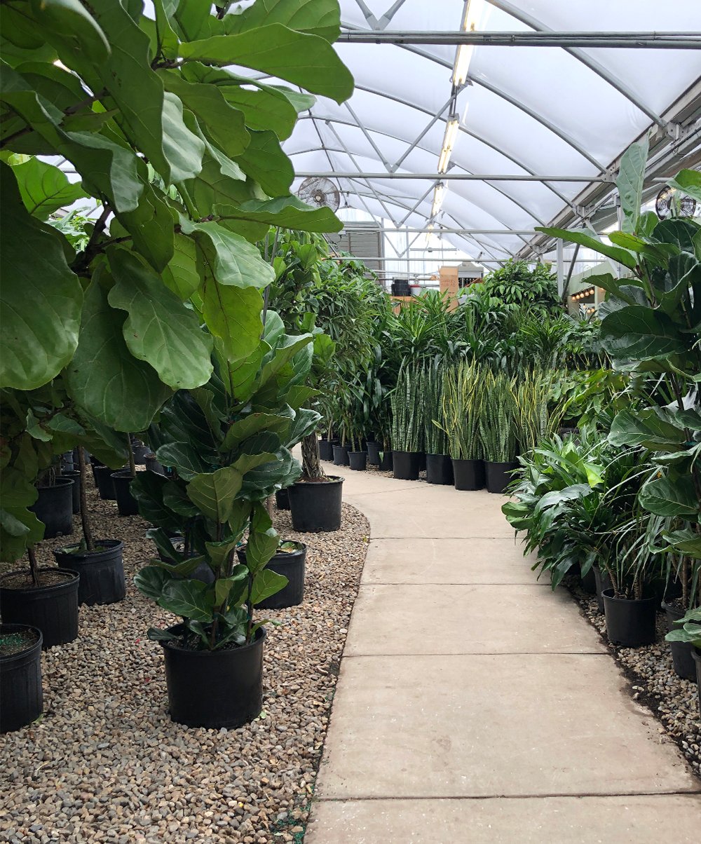 Plants In Calgary The 10 Best Shops To Visit
