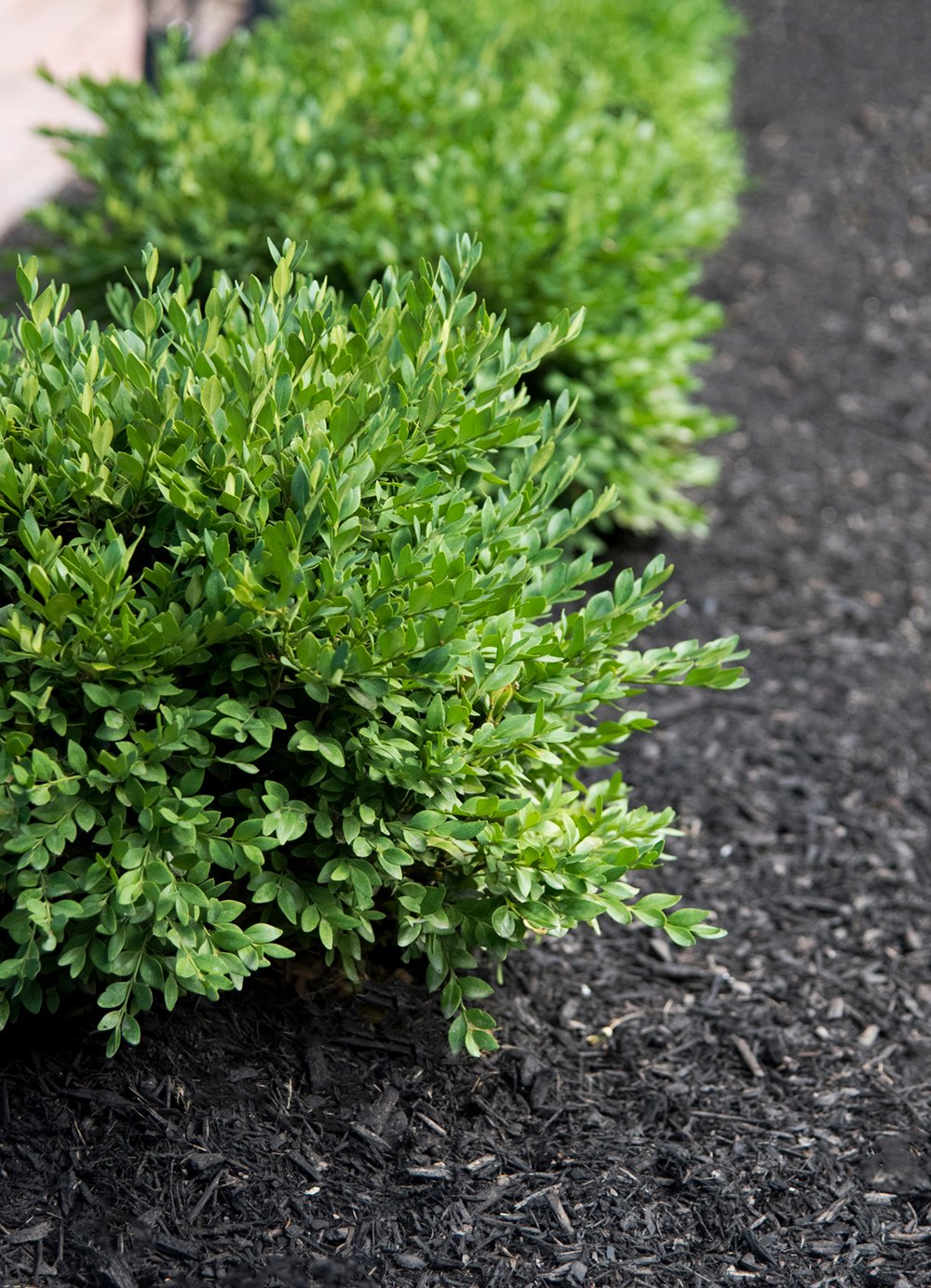 Tips for Growing & Caring for Boxwoods - roomfortuesday.com