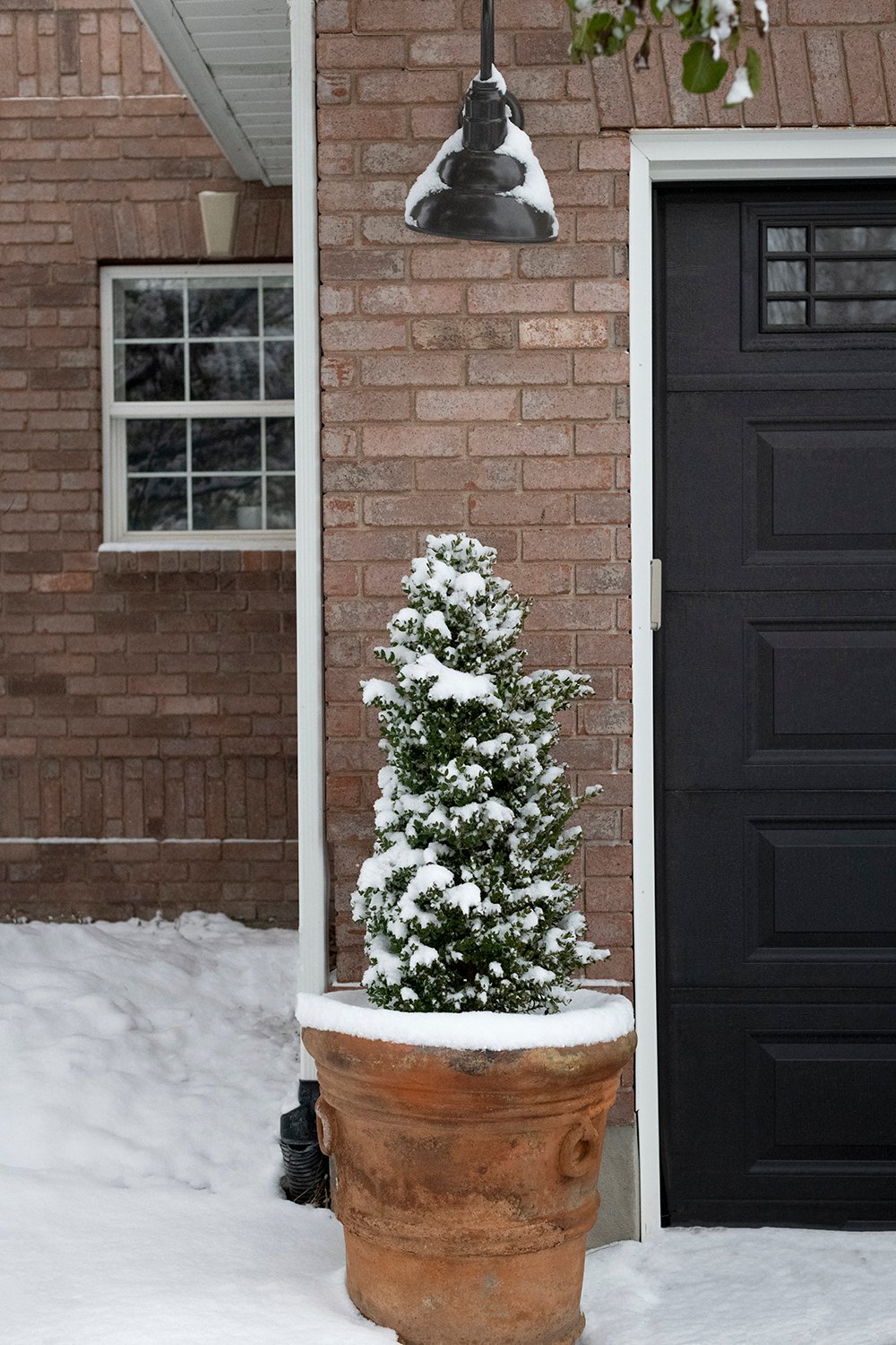 Tips for Growing & Caring for Boxwoods - roomfortuesday.com
