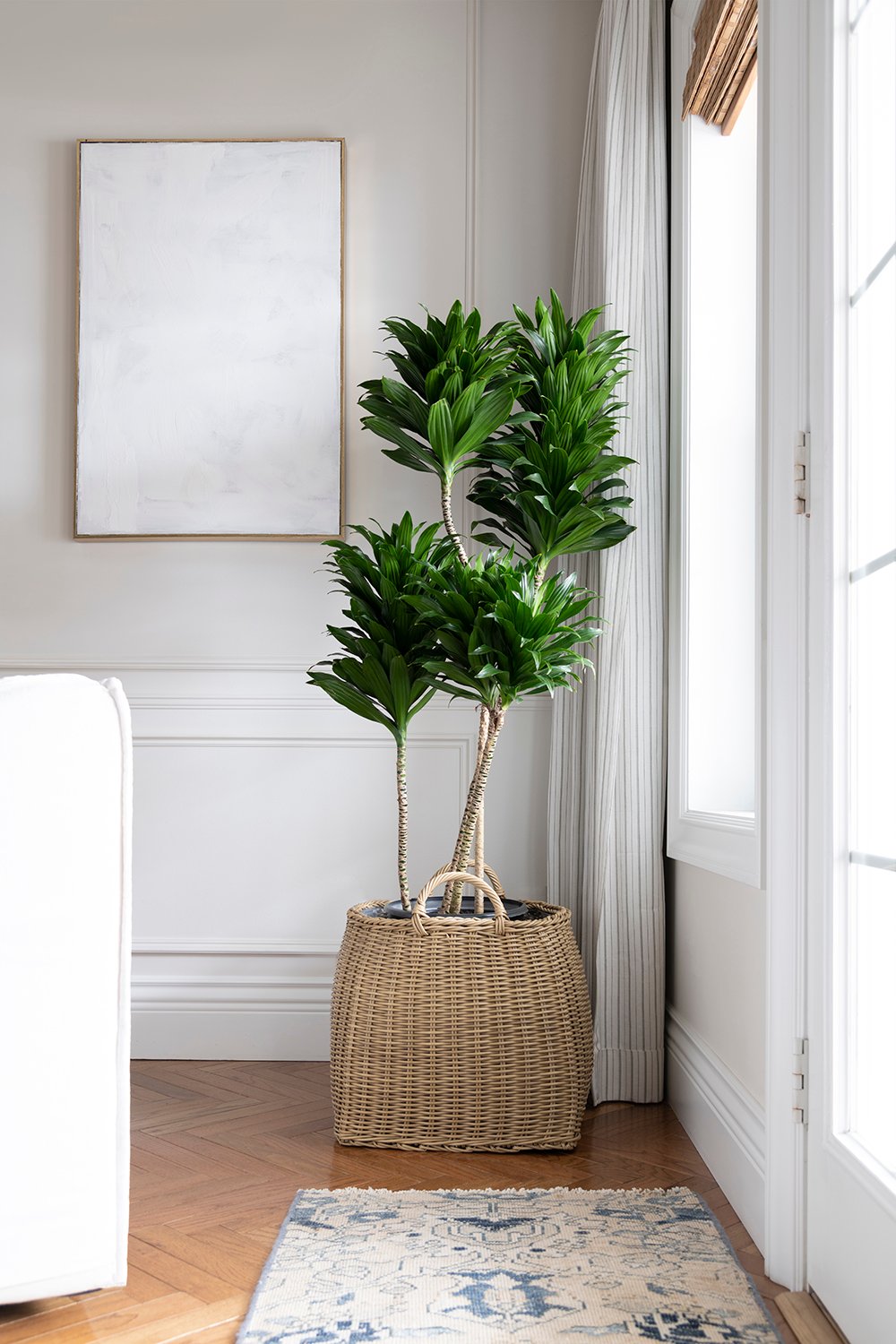 The Easiest Indoor Plants that Thrive in Low Light - roomfortuesday.com