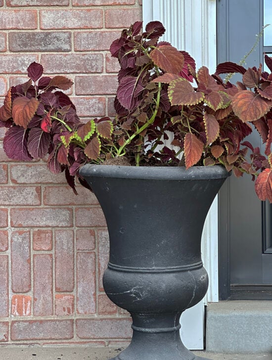 Fall Coleus How to Create Beautiful Porch Planters for Fall - Room for Tuesday