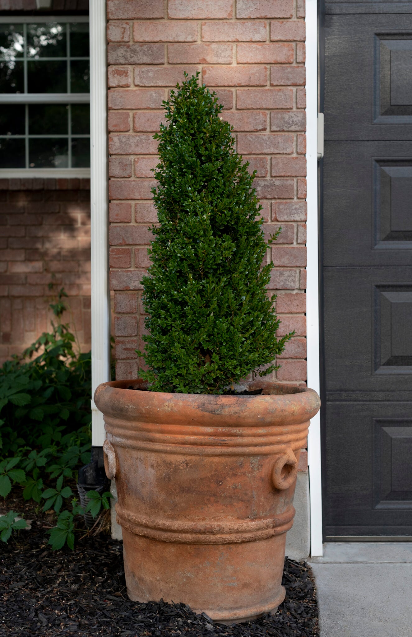 Tips for Growing & Caring for Boxwoods - Room for Tuesday