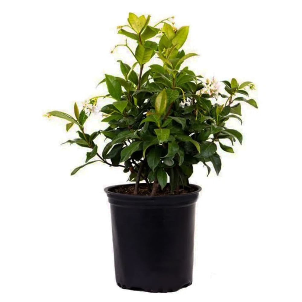 Flowering Jasmine Live Plant