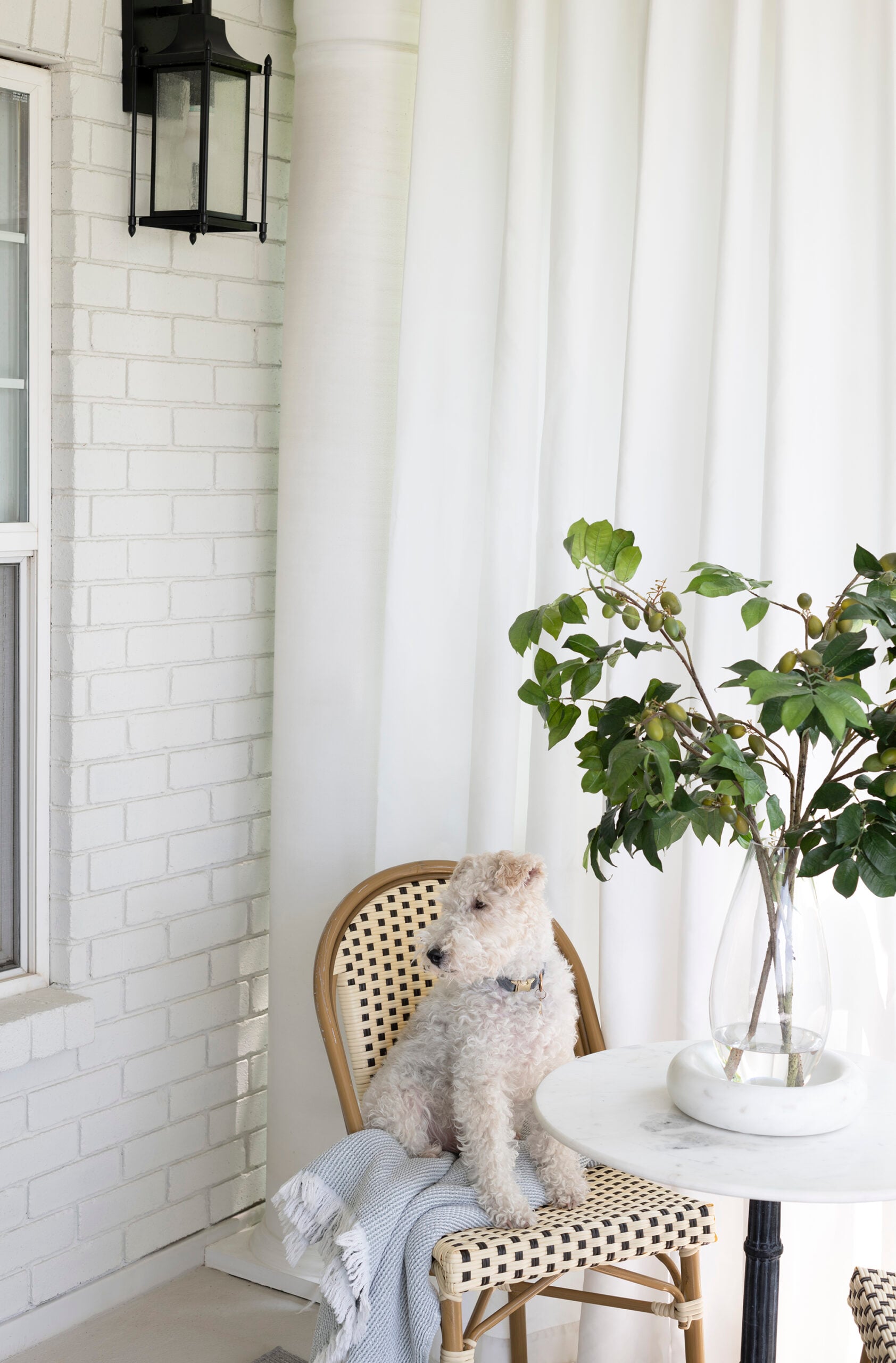 Fox Terrier on Bistro Chair at Marble Table on Outdoor Balcony